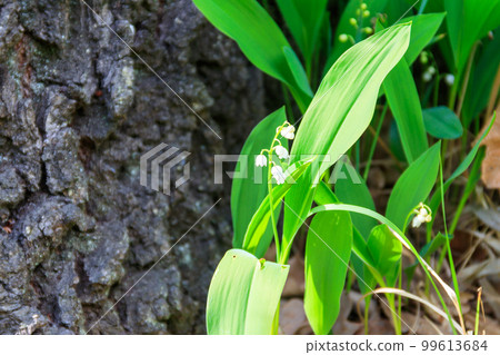 Lily of the valley (Convallaria majalis) white flowers in forest at spring Lily of the valley (Convallaria majalis) white flowers in forest at spring 99613684