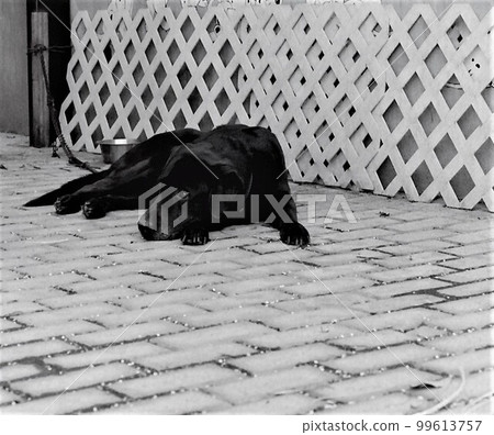 黑色拉布拉多犬 黑色拉布拉多犬 99613757