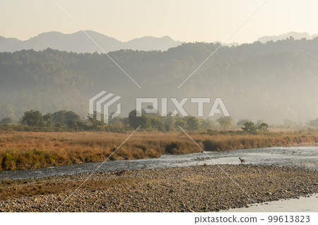 scenic view or landscape and a sambar deer or rusa unicolor near ramganga river in mist during winter season morning safari at dhikala jim corbett national park or tiger reserve uttarakhand india 99613823