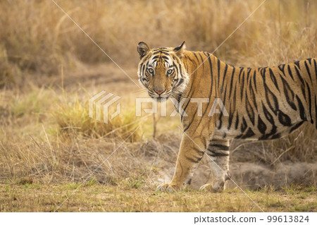 wild bengal male tiger or panthera tigris tigris standing with full face and eye contact in evening safari bandhavgarh national park forest tiger reserve umaria madhya pradesh india asia 99613824