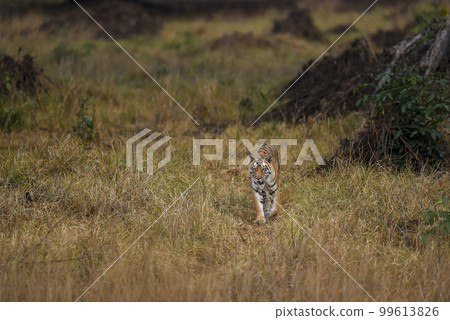wild bengal female tiger or panthera tigris tigris moving or walking head on in morning safari at grassland landscape or field at kanha national park forest tiger reserve Khatia madhya pradesh india 99613826