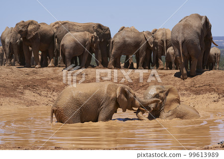 Elephants bathing 99613989