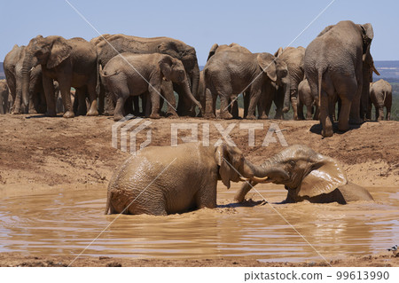 Elephants bathing 99613990