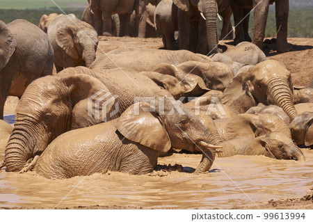 Elephants bathing Elephants bathing 99613994