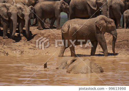 Elephants bathing 99613998
