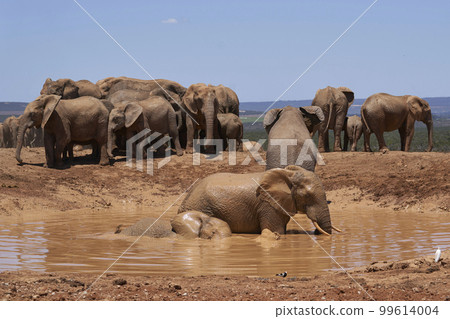 Elephants bathing 99614004