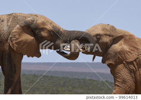 African elephants trunks intertwined 99614013