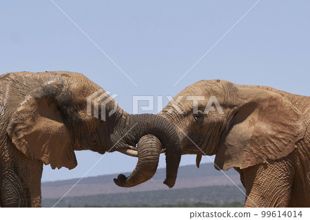 African elephants trunks intertwined 99614014