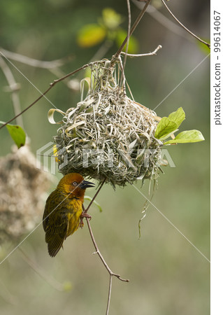 Cape Weaver bird Cape Weaver bird 99614067