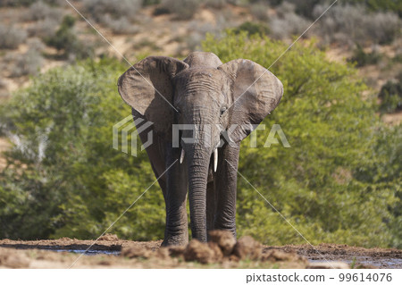 African elephant at a waterhole 99614076