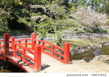 [香川縣]春天櫻花盛開的“風景名勝琴引公園”（Zenigata Sunae） 99614092
