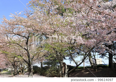 [Kagawa Prefecture] “Scenic Beauty Kotohiki Park” in spring with cherry blossoms (Zenigata Sunae) 99614097