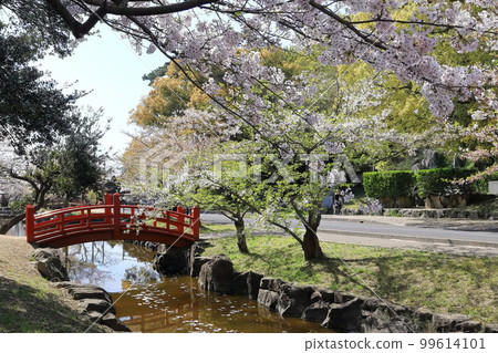 [香川縣]春天櫻花盛開的“風景名勝琴引公園”（Zenigata Sunae） 99614101