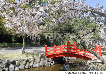 [Kagawa Prefecture] “Scenic Beauty Kotohiki Park” in spring with cherry blossoms (Zenigata Sunae) 99614102