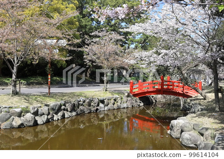 [香川縣]春天櫻花盛開的“風景名勝琴引公園”（Zenigata Sunae） 99614104