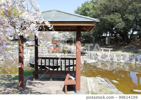 [Kagawa Prefecture] “Scenic Beauty Kotohiki Park” in spring with cherry blossoms (Zenigata Sunae) 99614109