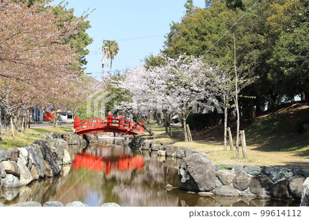 [香川縣]春天櫻花盛開的“風景名勝琴引公園”（Zenigata Sunae） 99614112