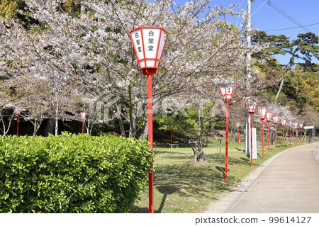 [香川縣]春天櫻花盛開的“風景名勝琴引公園”（Zenigata Sunae） 99614127