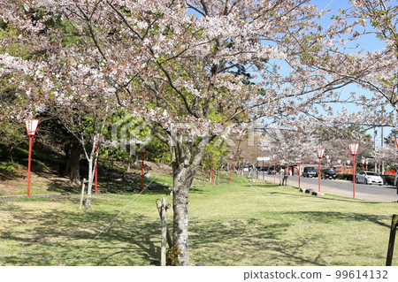 [Kagawa Prefecture] “Scenic Beauty Kotohiki Park” in spring with cherry blossoms (Zenigata Sunae) 99614132