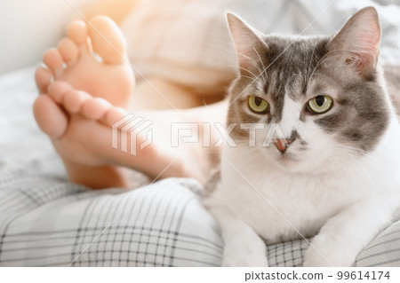 Beautiful gray cat lies at feet of hostess on bed. Care and grooming of pet. Cozy atmosphere Beautiful gray cat lies at feet of hostess on bed. Care and grooming of pet. Cozy atmosphere 99614174