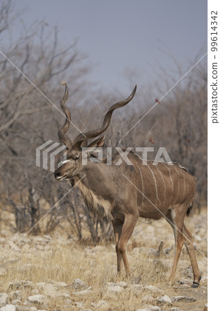 Male Greater Kudu Male Greater Kudu 99614342