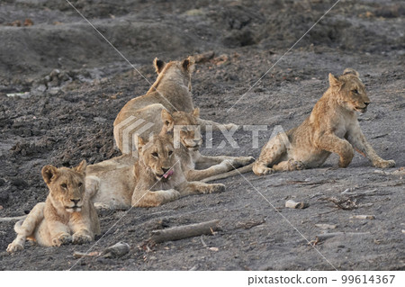 Group of African Lion cubs Group of African Lion cubs 99614367
