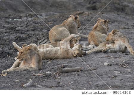 Group of African Lion cubs Group of African Lion cubs 99614368