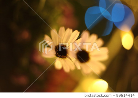 以黃色和藍色光為背景的 Osteospermum 99614414
