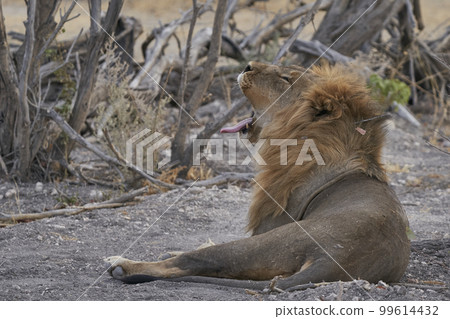 Male African Lion Male African Lion 99614432