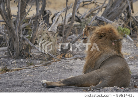 Male African Lion Male African Lion 99614433