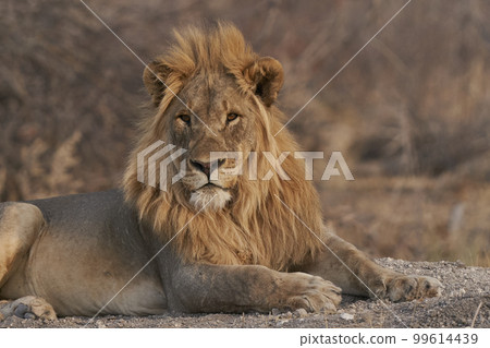 Male African Lion 99614439