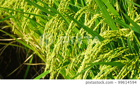 景觀與水稻種植 景觀與水稻種植 99614594