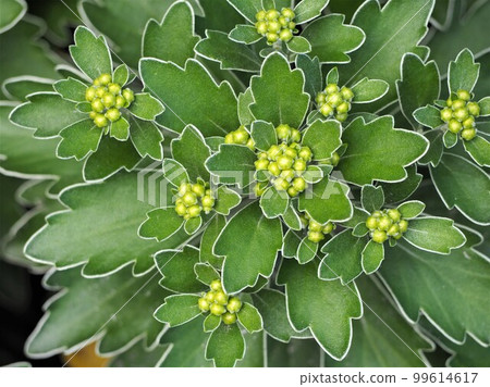 海濱植物海葵③ 99614617