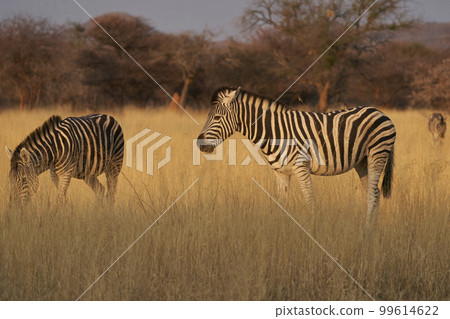 Zebra in Namibia 99614622