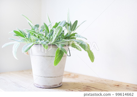 Rumzuya Rumzuya 99614662