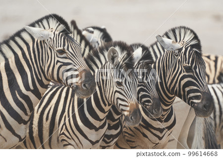 Burchell's Zebra waiting at waterhole Burchell's Zebra waiting at waterhole 99614668