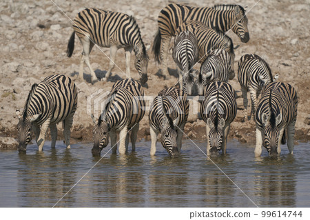 Zebra drinking at a waterhole 99614744