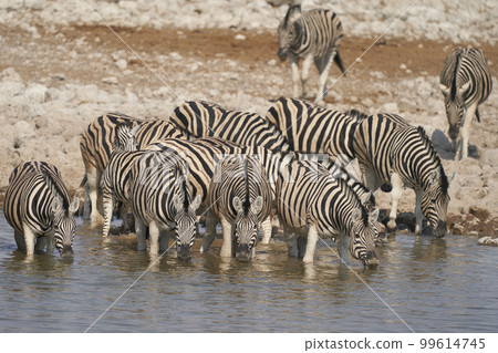 Zebra drinking at a waterhole Zebra drinking at a waterhole 99614745