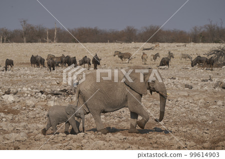 Elephants at a crowded waterhole in Namibia Elephants at a crowded waterhole in Namibia 99614903