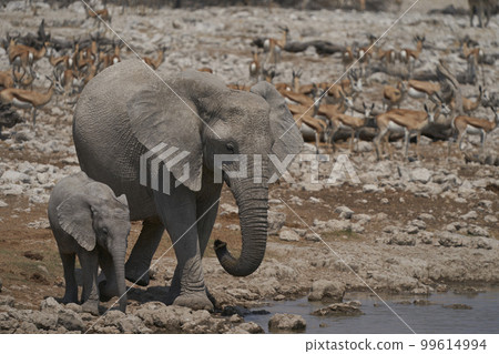 Young African Elephant at a waterhole Young African Elephant at a waterhole 99614994