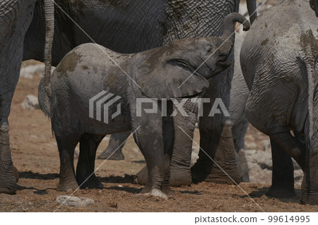 Young African Elephant at a waterhole 99614995