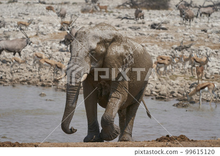Waterhole in Etosha National Park 99615120