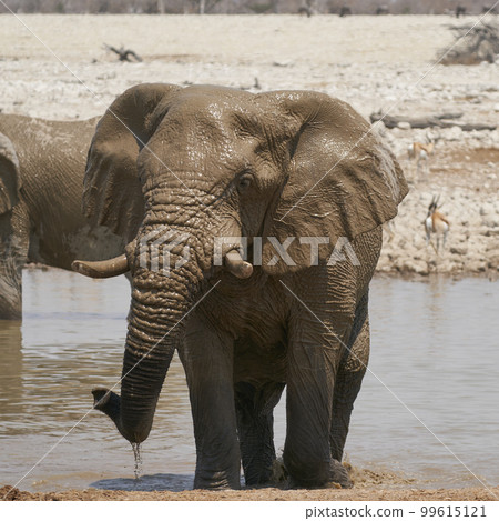 Waterhole in Etosha National Park 99615121
