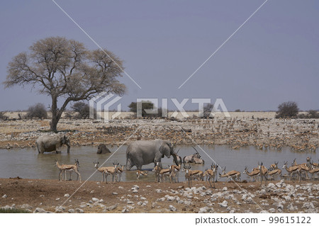 Waterhole in Etosha National Park 99615122