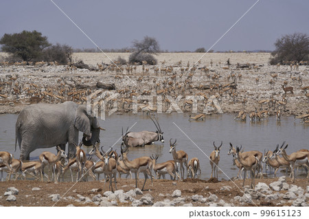 Waterhole in Etosha National Park 99615123