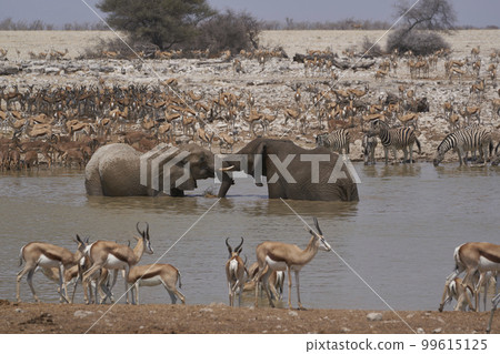 Waterhole in Etosha National Park Waterhole in Etosha National Park 99615125