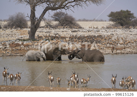 Waterhole in Etosha National Park Waterhole in Etosha National Park 99615126