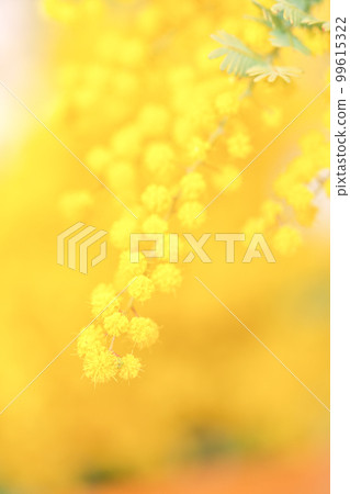 A photo of a mimosa, which is bright yellow and heralds the arrival of spring. A photo of a mimosa, which is bright yellow and heralds the arrival of spring. 99615322
