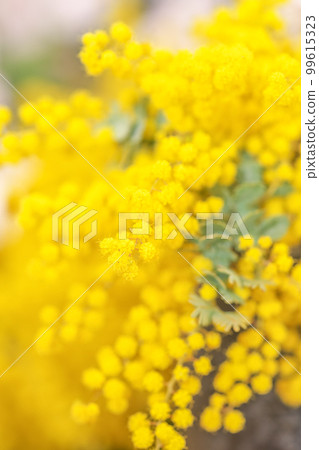 A photo of a mimosa, which is bright yellow and heralds the arrival of spring. 99615323