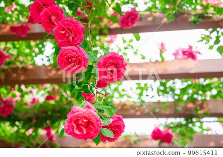 掛在拱門上的粉紅玫瑰 99615411